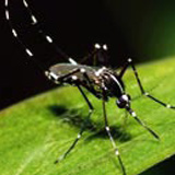 Zanzara Tigre (Aedes albopictus)